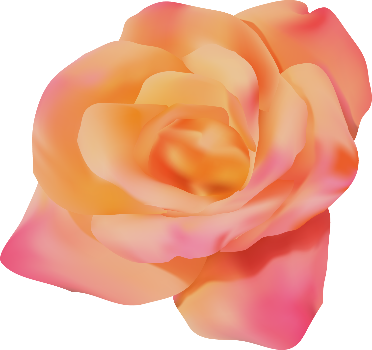 orange rose